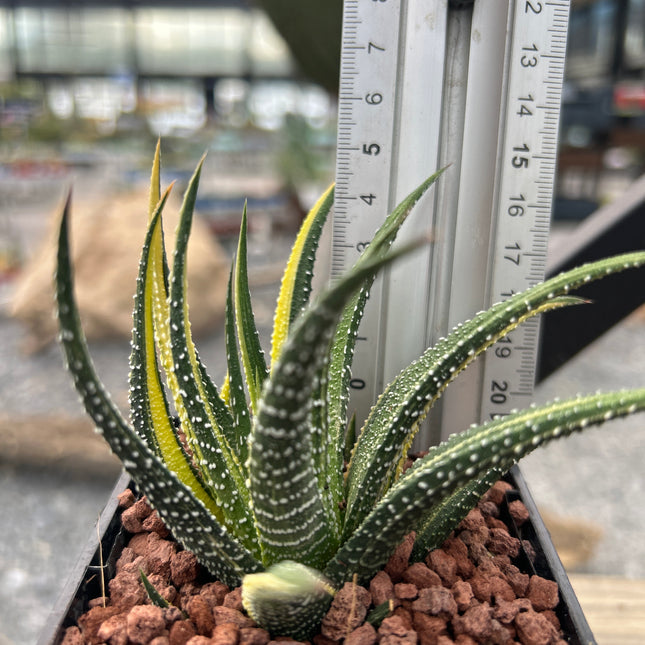 Haworthiopsis attenuata var. radula f. variegated