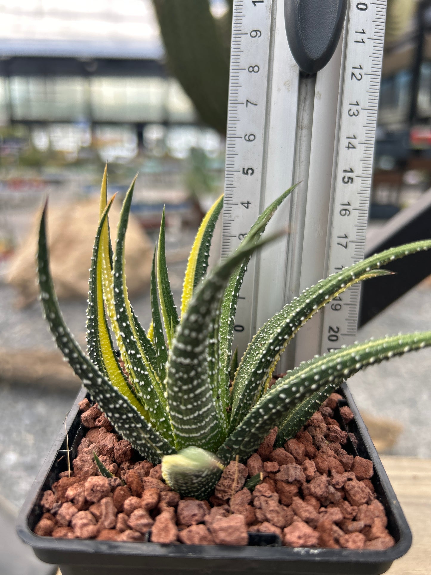 Haworthiopsis attenuata var. radula f. variegada