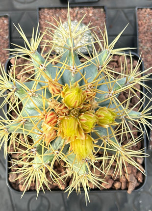 Ferocactus glaucescens