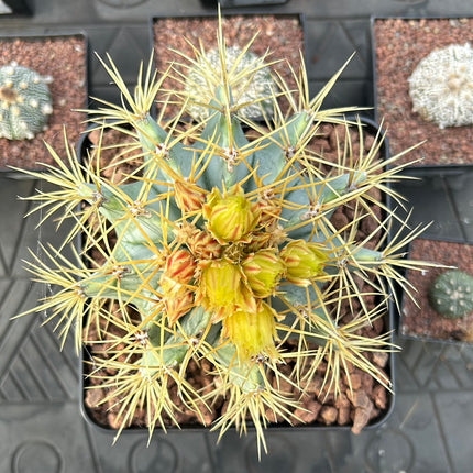 Ferocactus glaucescens