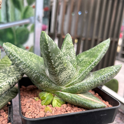 Gasteria tukhelensis