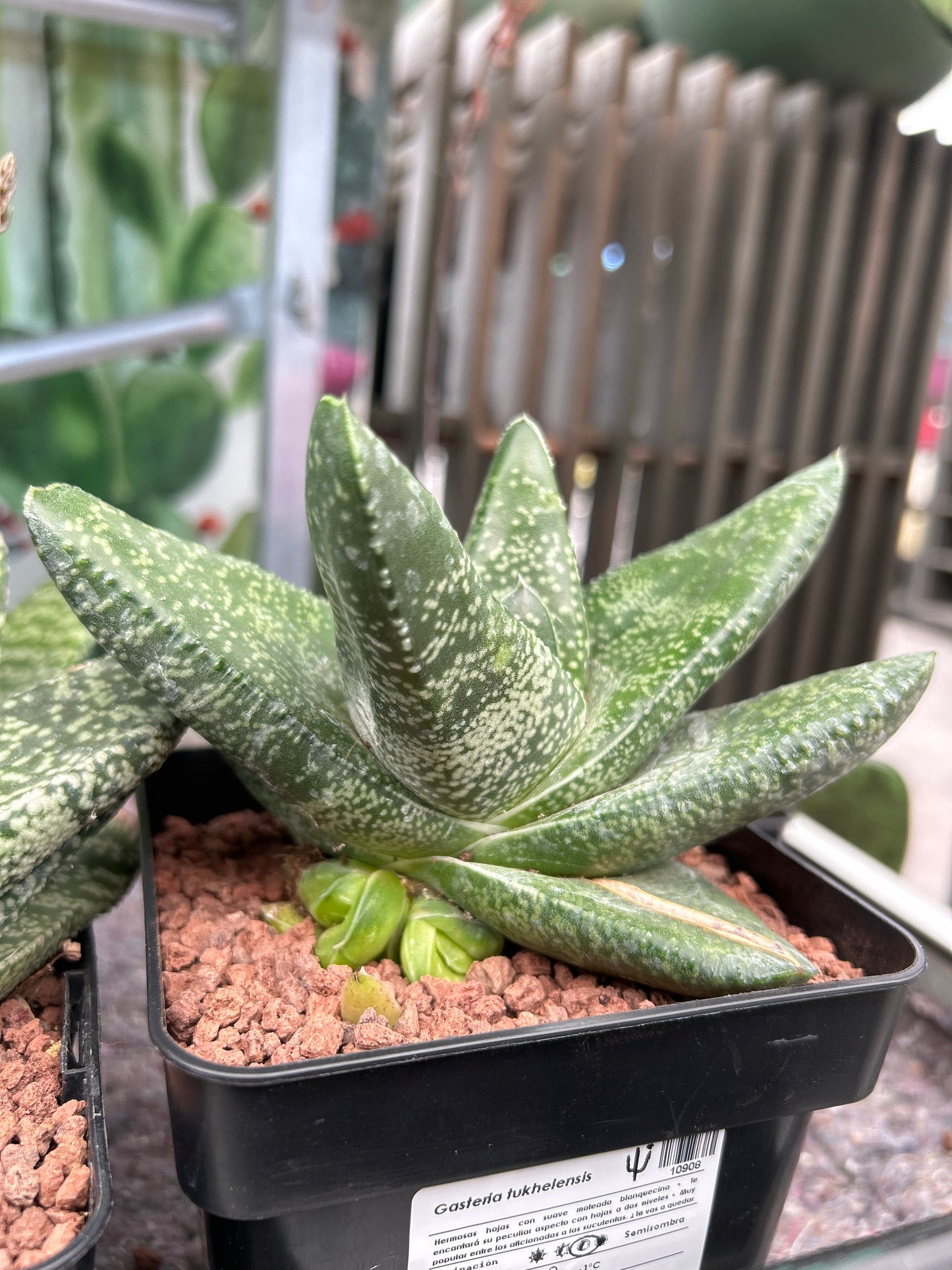 Gasteria tukhelensis