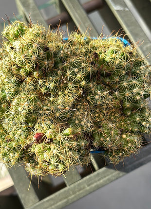 Mammillaria surculosa