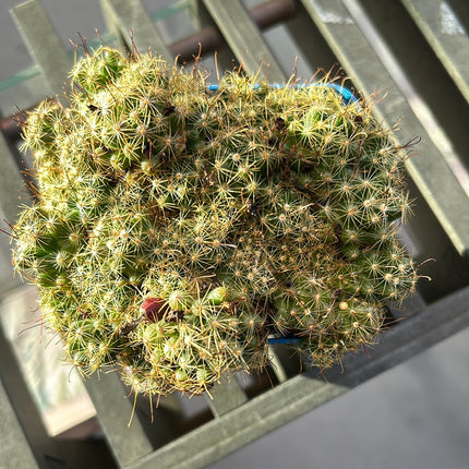 Mammillaria surculosa