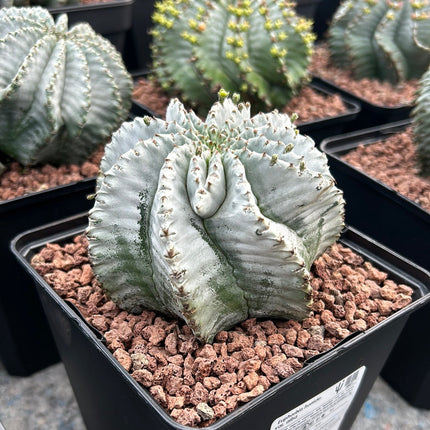 Euphorbia horrida var. Sunrise