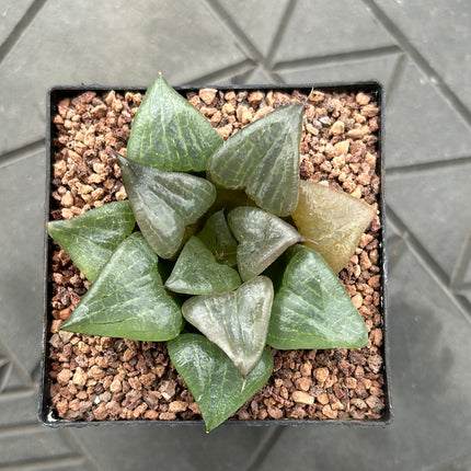 Haworthia comptoniana 'Cowebbing'