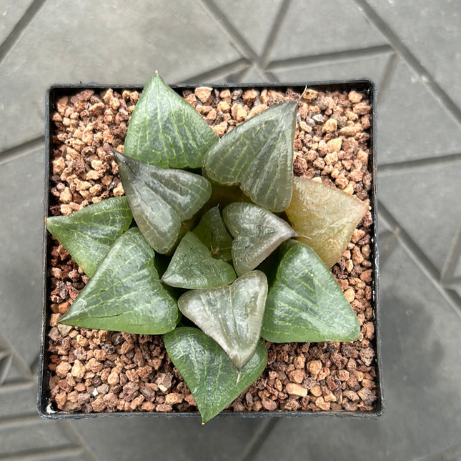 Haworthia 'Cowebbing'