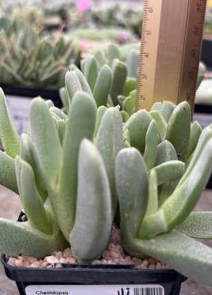 Cheiridopsis cigarretifera