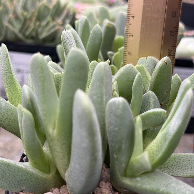 Cheiridopsis cigarretifera