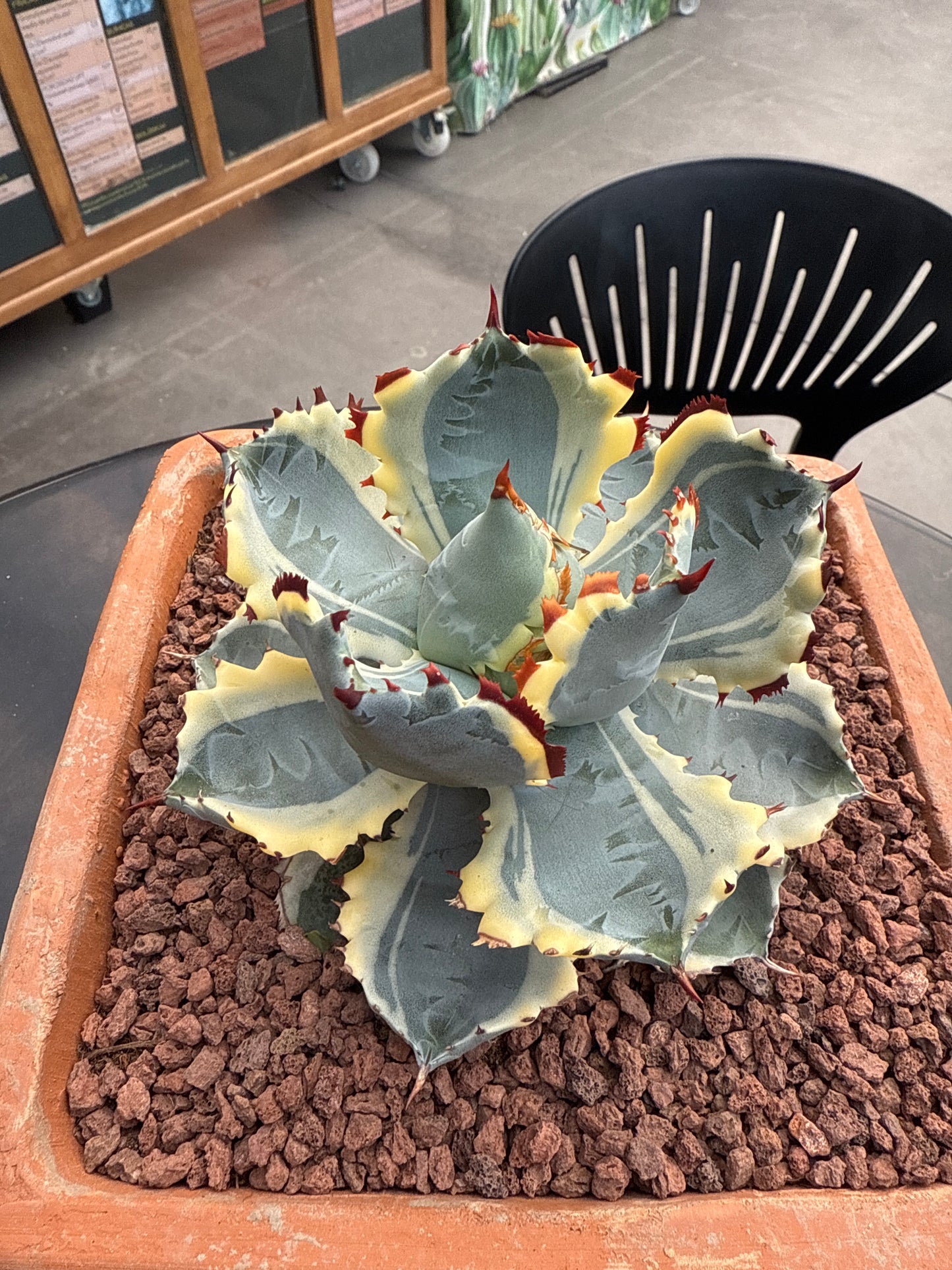 Agave isthmensis Kabutogani f. Variegada