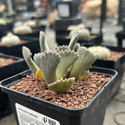 Aloinopsis malherbi