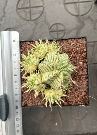 Euphorbia meloformis f. variegata