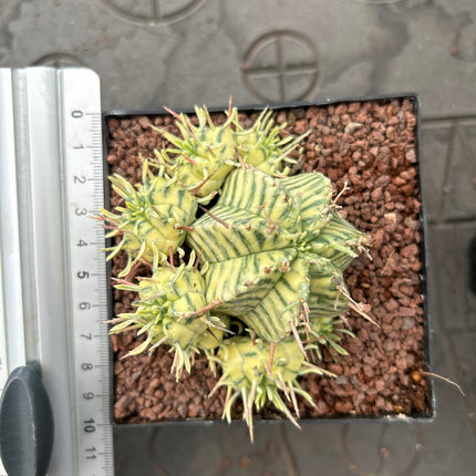Euphorbia meloformis f. variegada