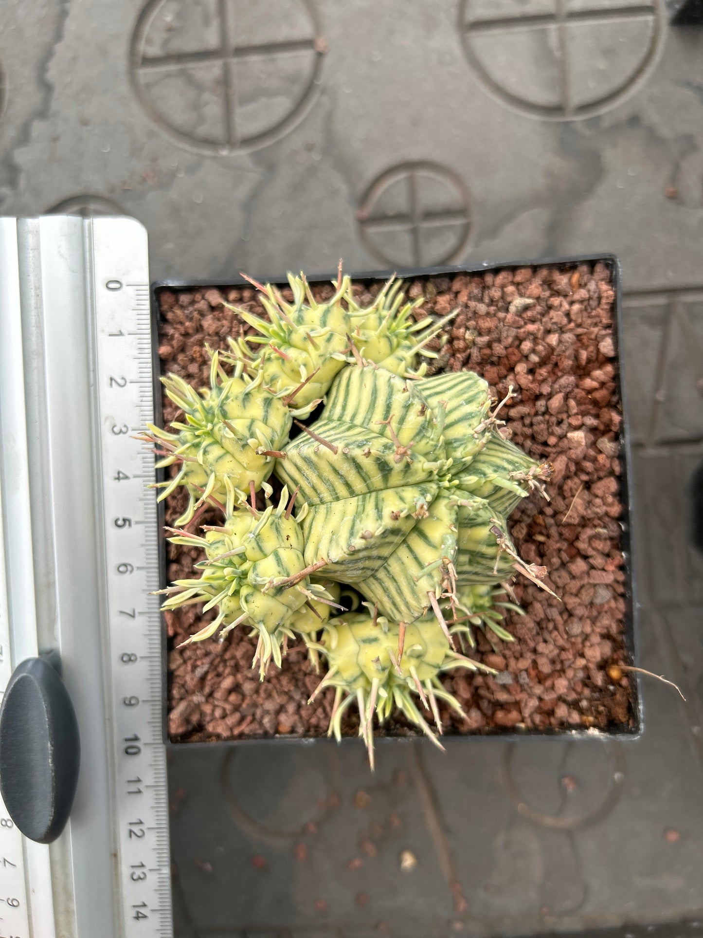 Euphorbia meloformis variegata