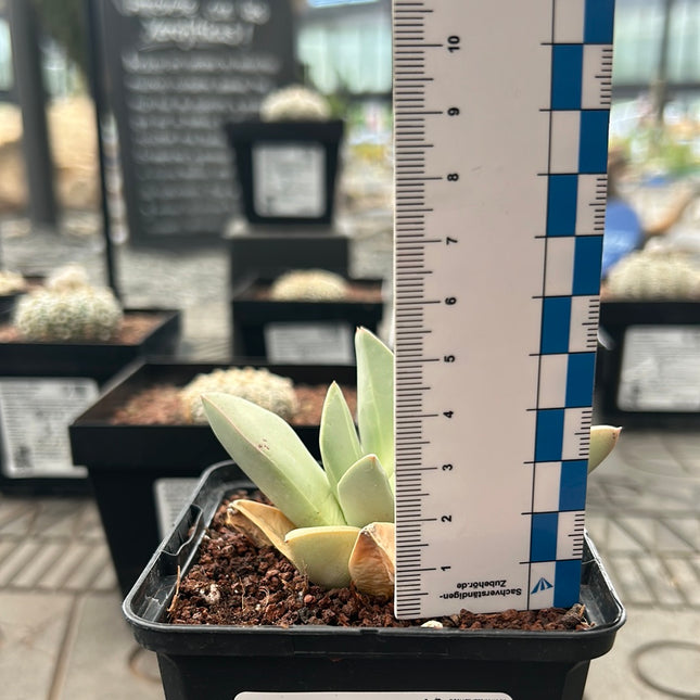 Schwantesia loeschiana