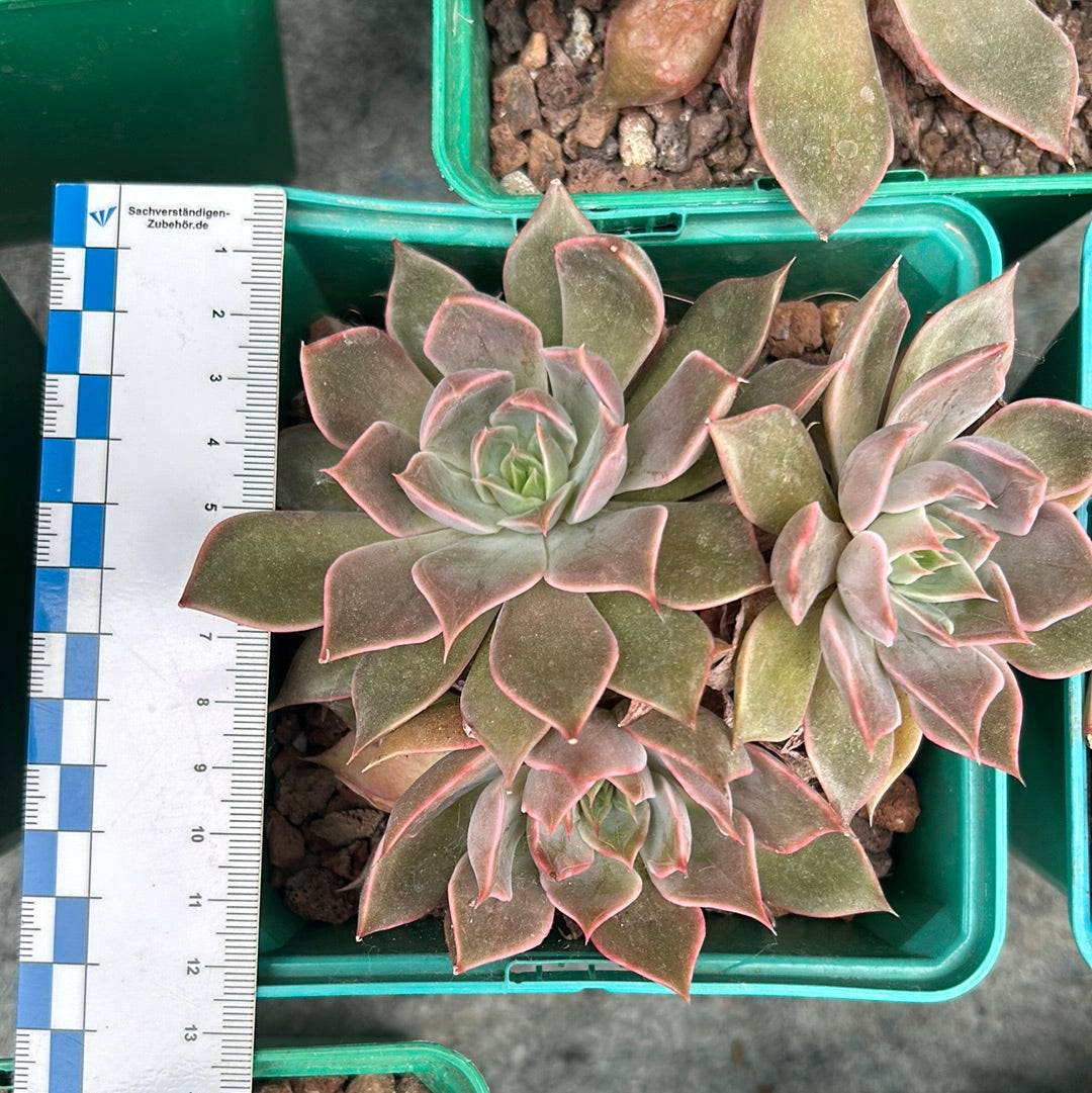 Echeveria ‘Tobarensis’