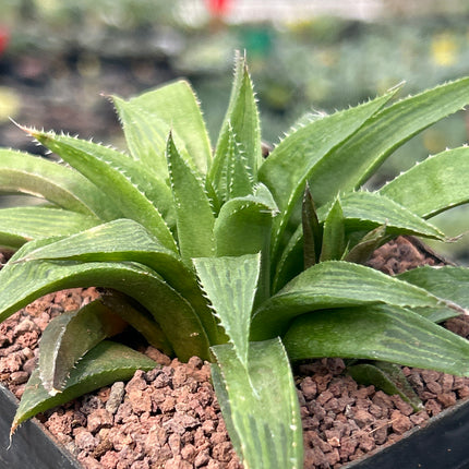 Haworthia longibracteata