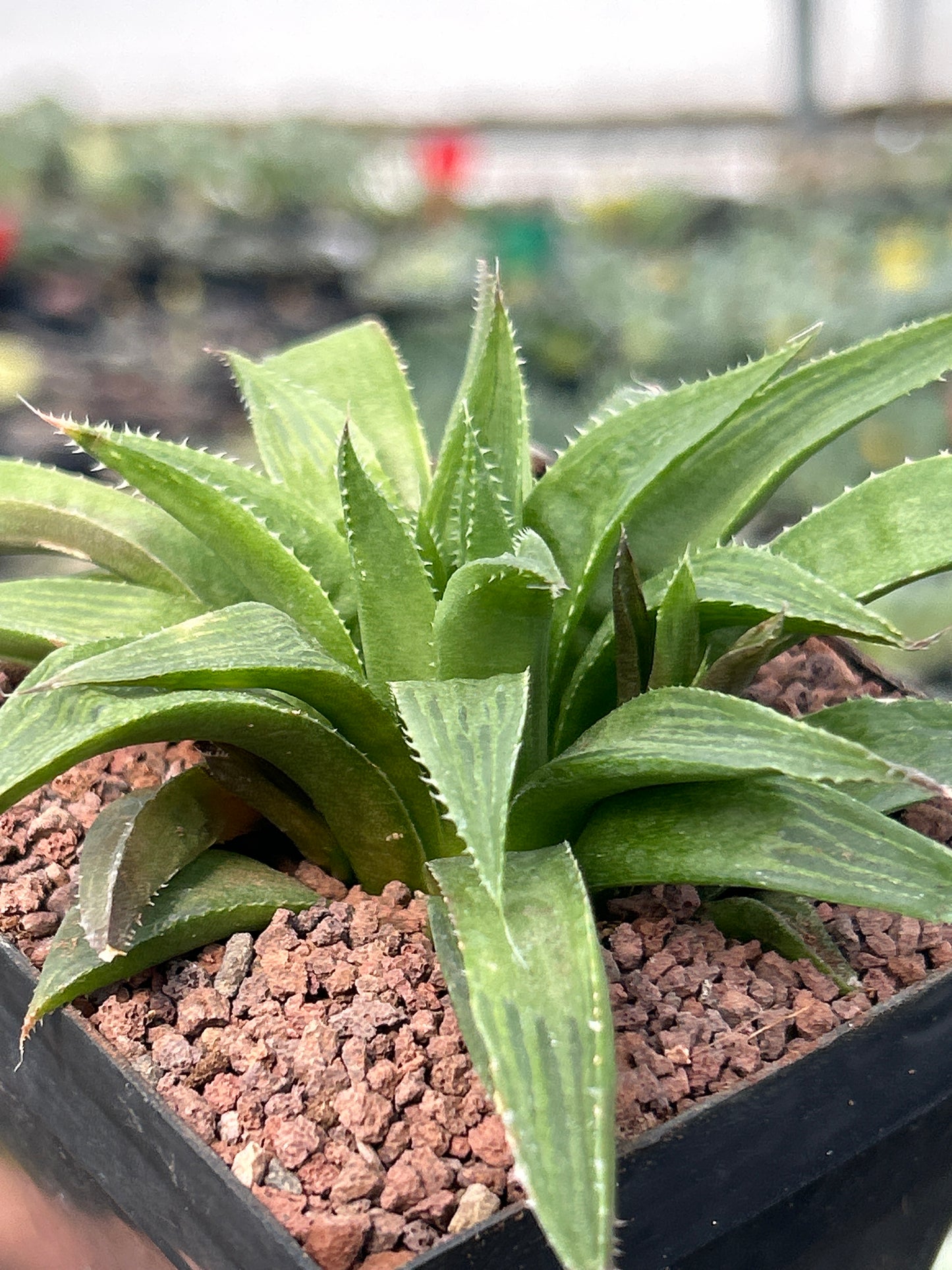 Haworthia longibracteata