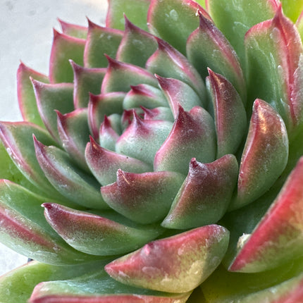 Echeveria 'Anita’ )