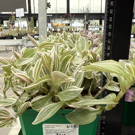 Tradescantia zebrina ‘White Cobra’
