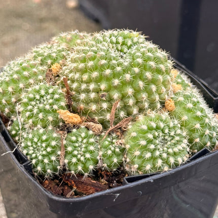 Aylostera steinmannii