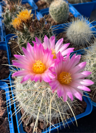 Thelocactus macdowellii