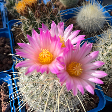 Thelocactus macdowellii