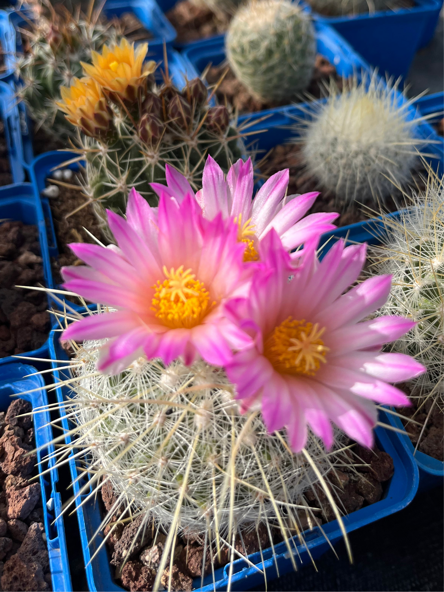 Thelocactus macdowellii