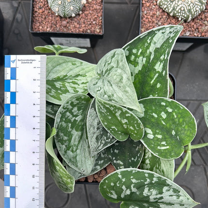 Scindapsus 'Pictus silvery Ann'