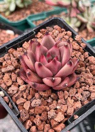 Echeveria agavoides ‘Red Ebony’