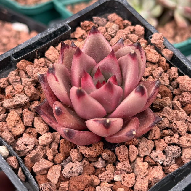 Echeveria agavoides ‘Red Ebony’