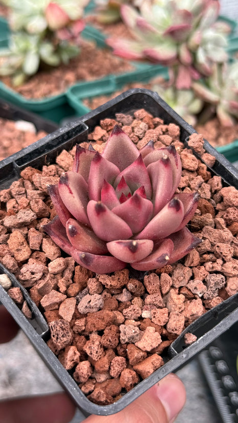 Echeveria agavoides ‘Red Ebony’