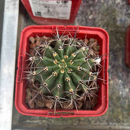 Lobivia aurea var. dobeana