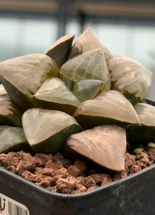 Haworthia picta var. comptoniana 'Debi'