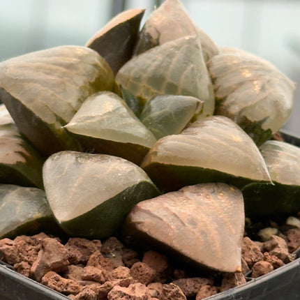 Haworthia picta var. comptoniana 'Debi'