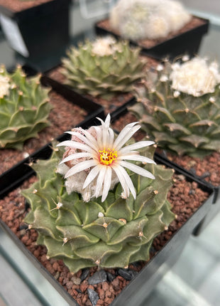 Obregonia denegrii CITES I