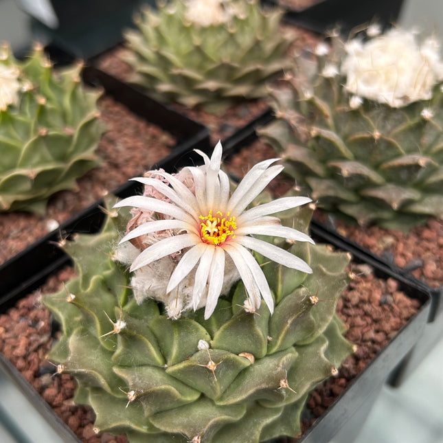 Obregonia denegrii CITES I