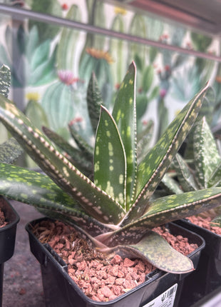 Gasteria croucheri subsp. croucheri