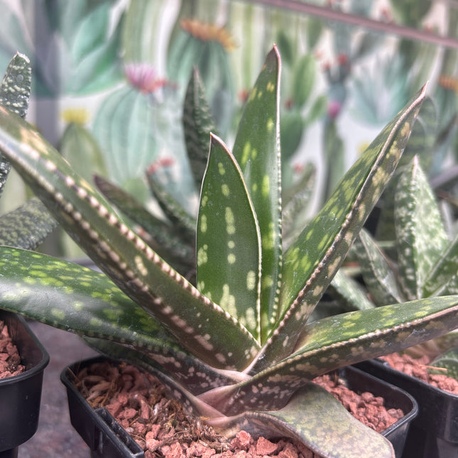 Gasteria croucheri subsp. croucheri