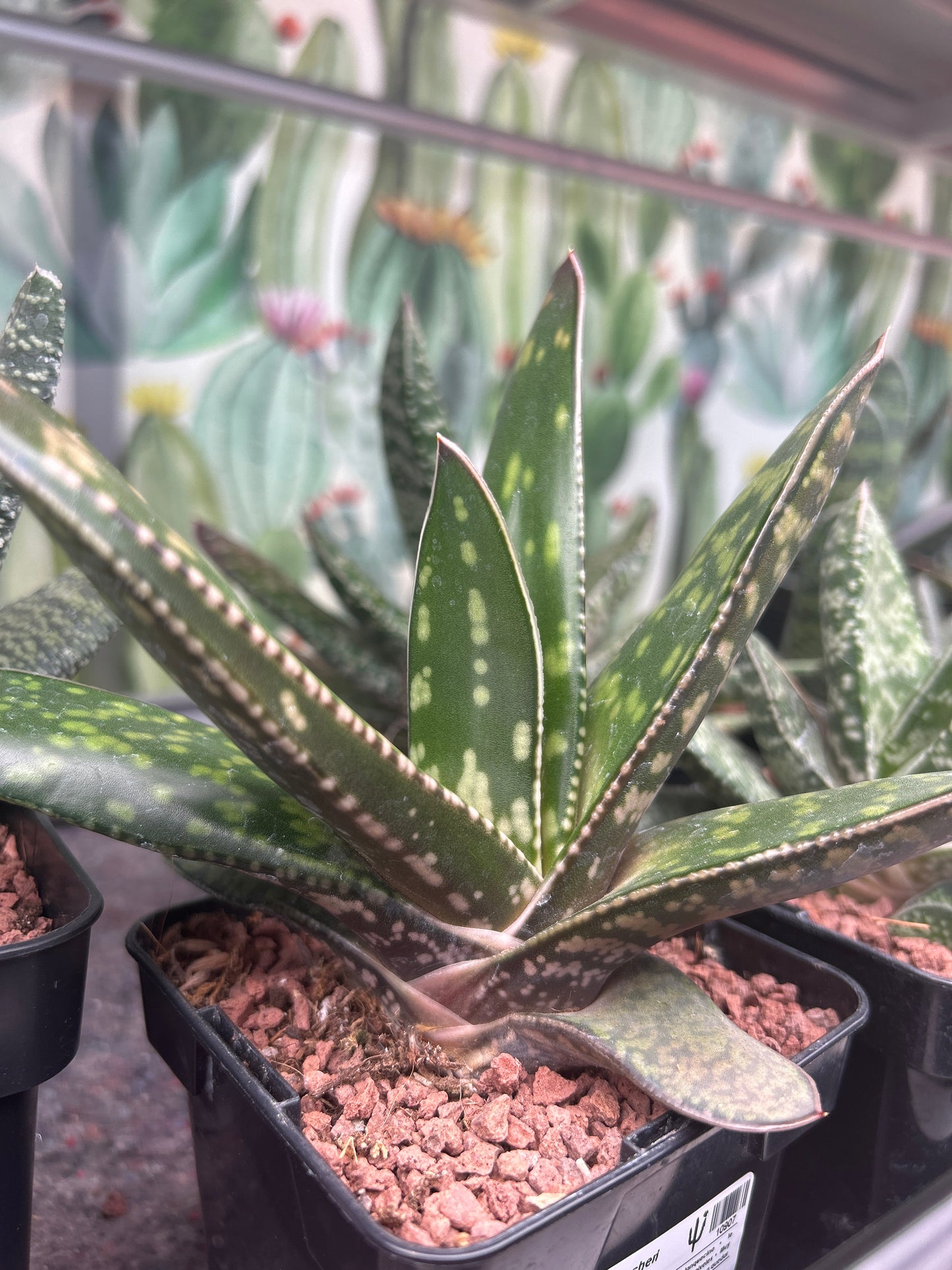 Gasteria croucheri subsp. croucheri