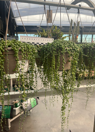 Curio rowleyanus “Rosario” (Ex. Senecio rowleyanus)