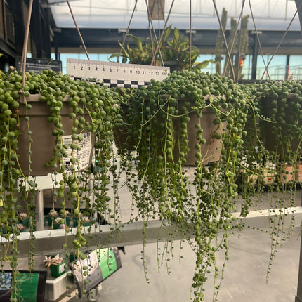 Curio rowleyanus “Rosario” (Ex. Senecio rowleyanus)