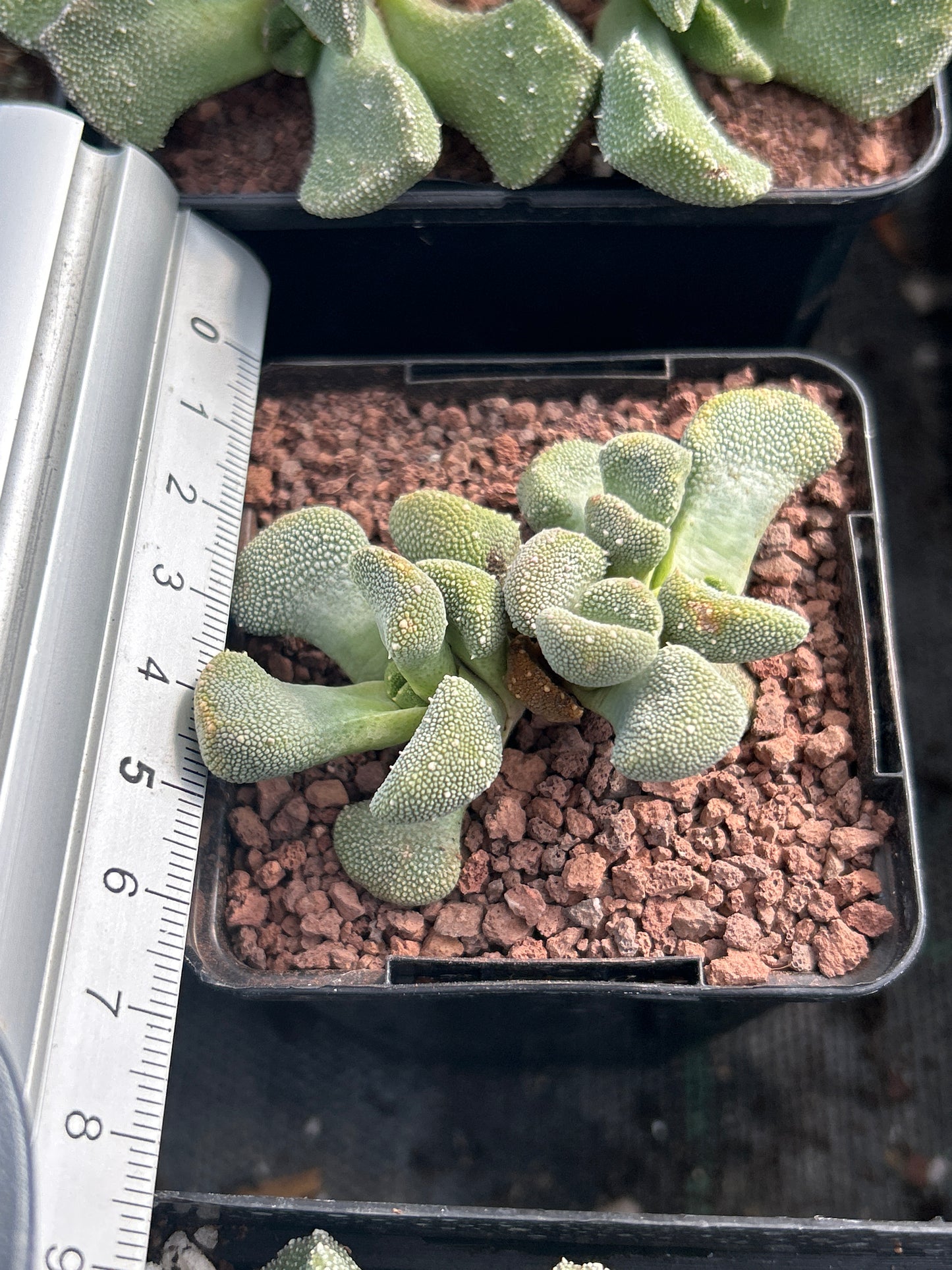 Rhinephyllum pillansii