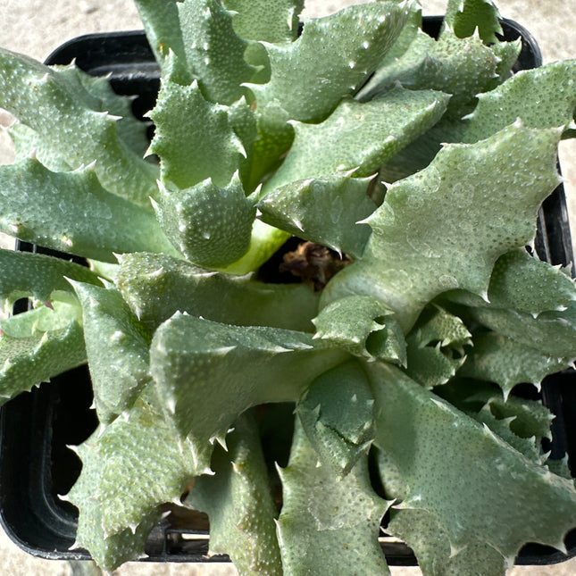 Odontophorus angustifolius subsp. angustifolius