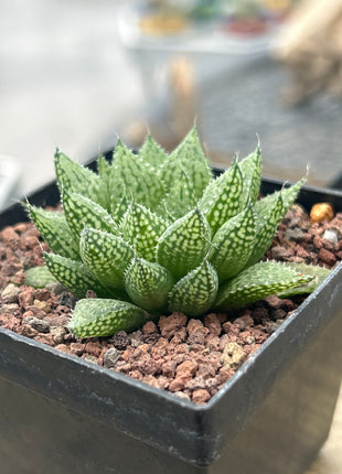 Haworthia 'Michael Cocozza'
