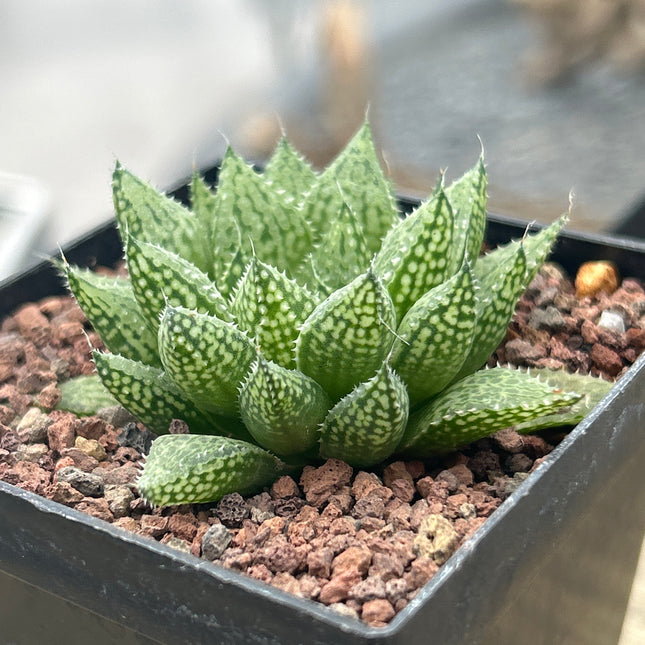 Haworthia 'Michael Cocozza'
