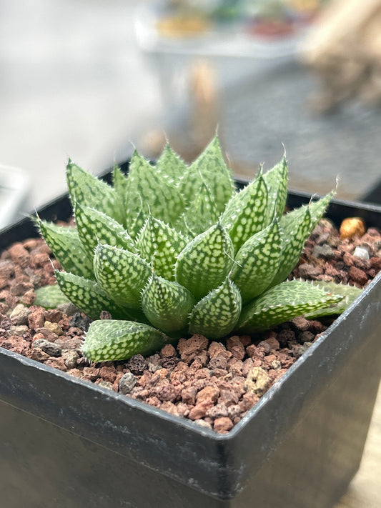 Haworthia 'Michael Cocozza'