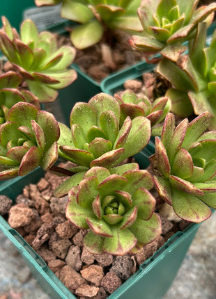 Aeonium 'Bronzemedaille'