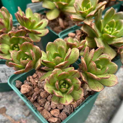 Aeonium ‘Bronze medal’