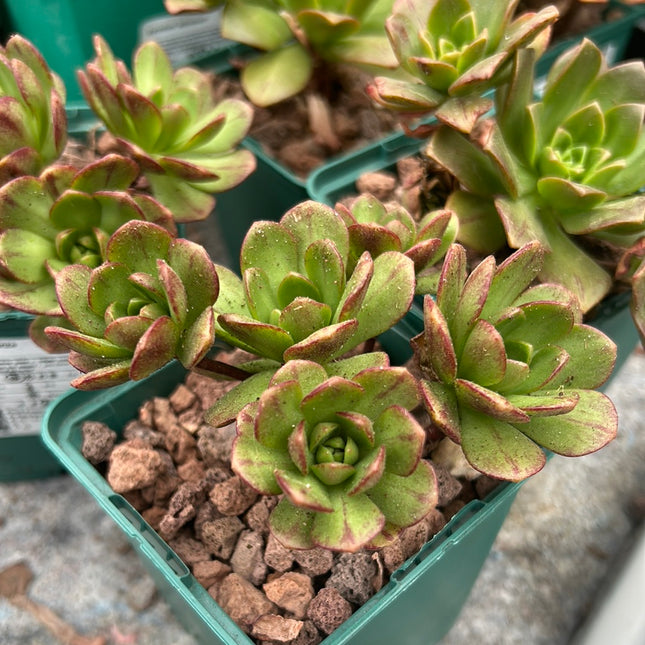 Aeonium ‘Bronze medal’